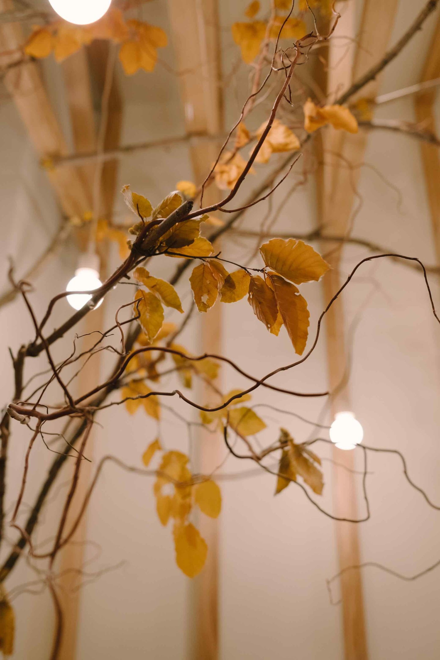 Close detail of dried and preserved foliage on the walls at Hendersons