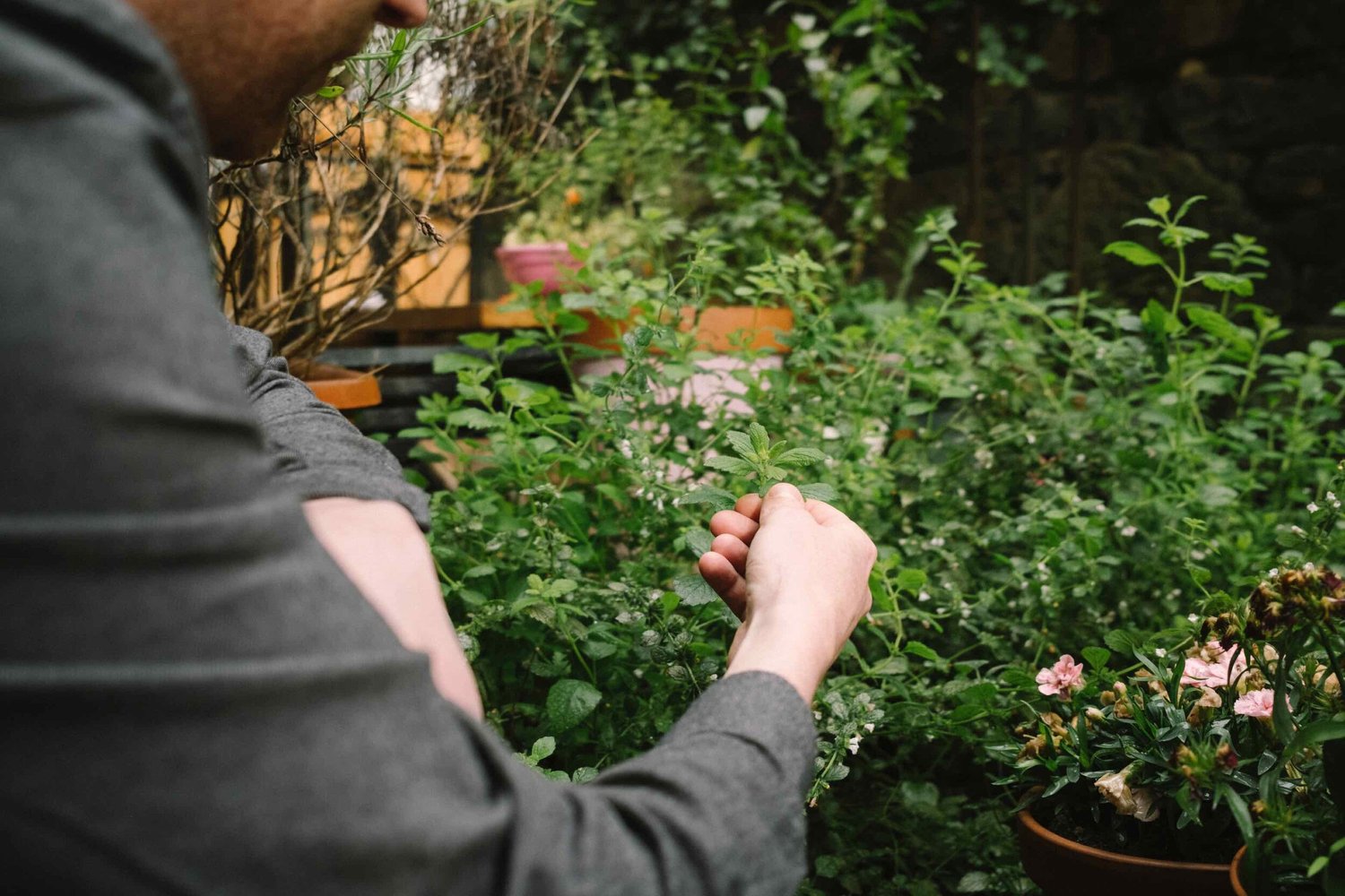 Picking fresh herbs in the garden at Hendersons